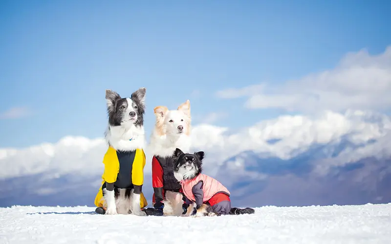 ゴンドラ・トレッキング GONDORA WITH DOG